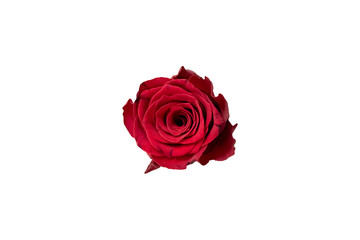 Isolated Beautiful Red Rose on White Background. Copy Space