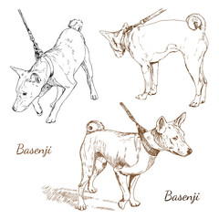 Hand drawn vector illustration of basenji dog breed 