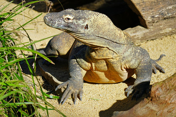 A Komodo Dragon lizard outdoors 