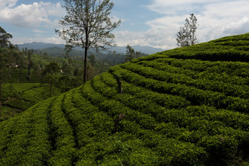 Fototapeta na wymiar Tea plantation in Sri Lanka