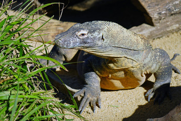 A Komodo Dragon lizard outdoors 
