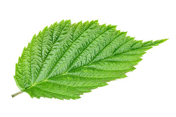 Green leaf of raspberry solated on white background.