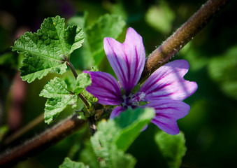Viola 5
