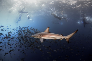 Obraz na płótnie Canvas Blacktip reef shark and snorkelers