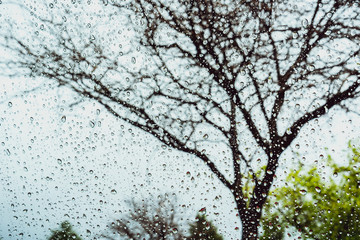 Drops of rain on the window; blurred tree in the background