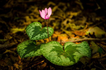 Fiore di montanga