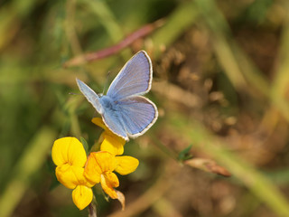 Polyommatus icarus - L'azuré commun appelé aussi argus bleu, répandu en Europe. Un petit papillon bleu des prairies,  au dessus des ailes pour les mâles et brun pour les femelles. © Marc