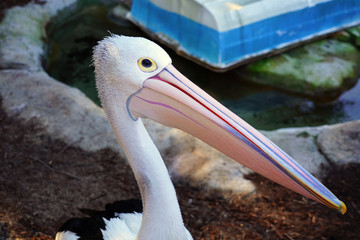 An Australian Pelican water bird with a pink beak 