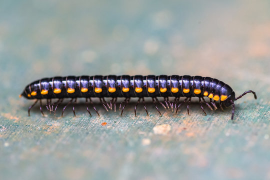Yellow spotted millipede. Sri Lanka.
