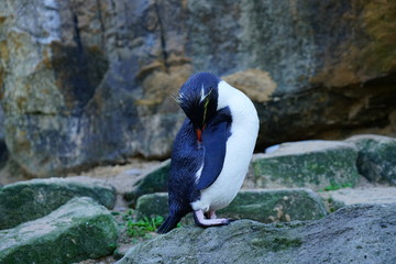 Fototapeta premium View of a Fiordland crested penguin (Eudyptes pachyrhynchus)