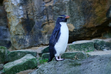 View of a Fiordland crested penguin (Eudyptes pachyrhynchus)