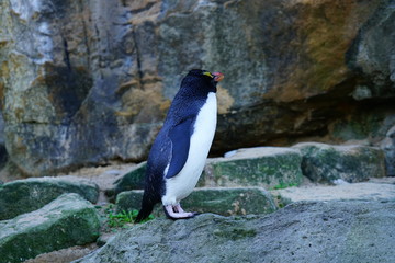 View of a Fiordland crested penguin (Eudyptes pachyrhynchus)