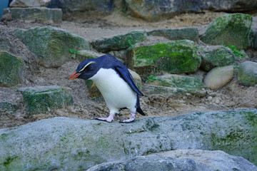 Fototapeta premium View of a Fiordland crested penguin (Eudyptes pachyrhynchus)
