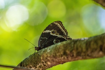 Fototapeta premium Borboleta