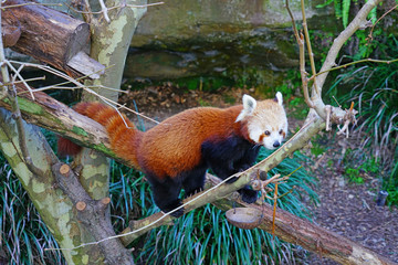 View of a Red Panda (Ailurus fulgens) in an outdoor park 
