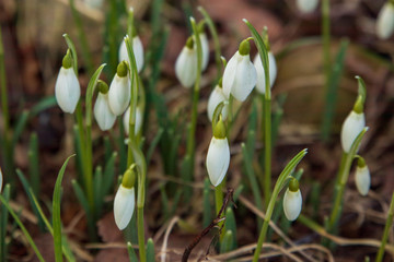 Galanthus, snow drop flower. First sign of spring during a vibrant sunset. 