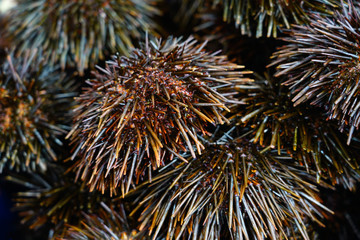 Fresh black sea urchins for sale at a seafood market in Sydney, Australia 