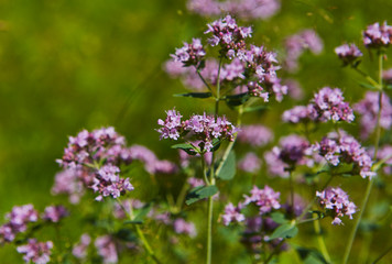 Wild origanum blooming in forest