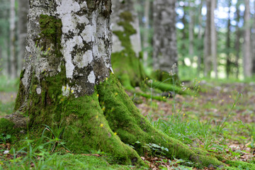 the roots of trees in the forests at spring