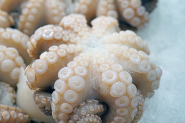 Fresh octopus on ice at a fish market in Sydney, Australia © eqroy