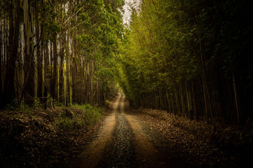 Obraz premium Caminhos