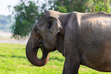Naklejka premium Asian elephant. Yala National Park. Sri Lanka.