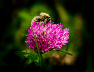 Ape in Fiore 5