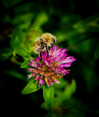 Ape in Fiore 6