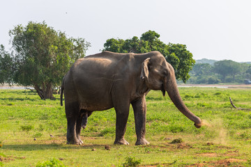 Fototapeta na wymiar Asian elephant. Yala National Park. Sri Lanka.