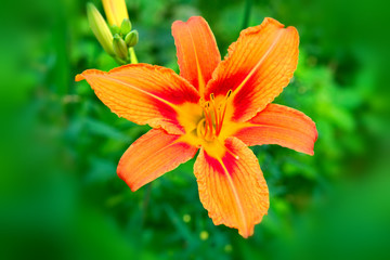 Beautiful orange daylily.