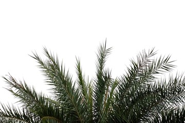 Fototapeta premium Cycad tree leaves on white isolated background for green foliage backdrop 