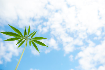 Young leaves of marijuana on sky background