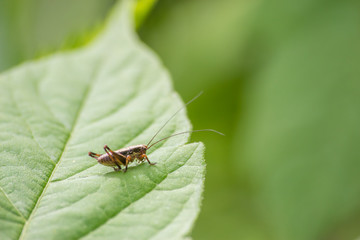 Macro photo of grasshopper close-up sitting on the grass on a blurred background of a summer landscape with green grass and in the sun