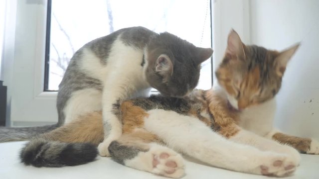 funny video cat. cats lick each other kitten. slow motion video. Cats lifestyle grooming and licking each other. pet a cute video