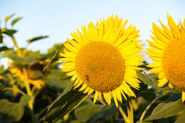 Naklejka premium Colorful yellow sunflowers seen up close