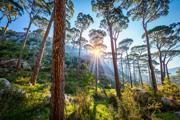 Fototapeta premium Beautiful sunny day in the forest