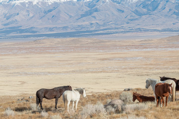 Wild Horses in the Utah Desert in Winter