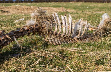Obraz premium Remains of a sheep carcass in a field
