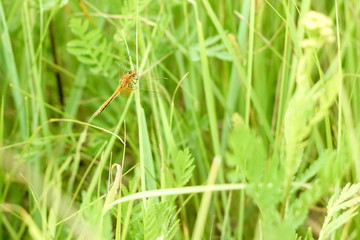 Peaceful summer landscape of the field with green grass and dragonfly sitting on a branch in the sun