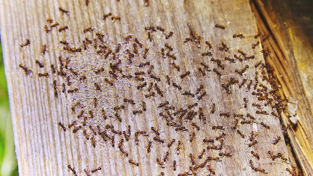 Ants Inside Woods Of House