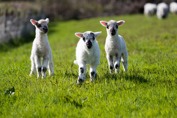 Three young lambs in a field running towards the camera