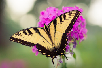 Fototapeta na wymiar Swallowtail Butterfly on Pink Flowers