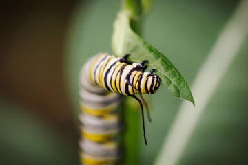 Monarch Caterpillar