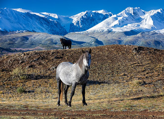 Autumn landscape. Wild horses are staying  in front of mountain range. Kurai steppe. Altai...