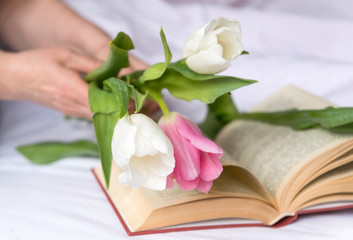 white and pink tulips in women's hands, open book