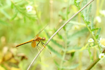 Close-up of a dragonfly sitting on the grass on a blurred background of a summer landscape with green grass and in the sun