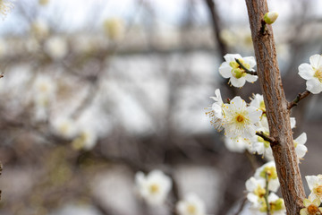 White plum blossoms in Adachi city Urban Agricultural Park, Tokyo, Japan