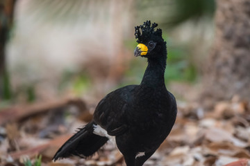 Bare faced Curassow, in a jungle environment, Pantanal Brazil
