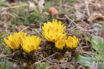 Amur adonis flowers of Urban Agricultural Park in Adachi city, Tokyo, Japan