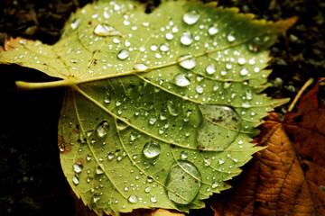 Fototapeta premium Regentropfenblatt